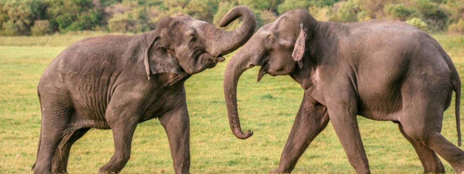 Two Wild Elephants Died of Electrocution